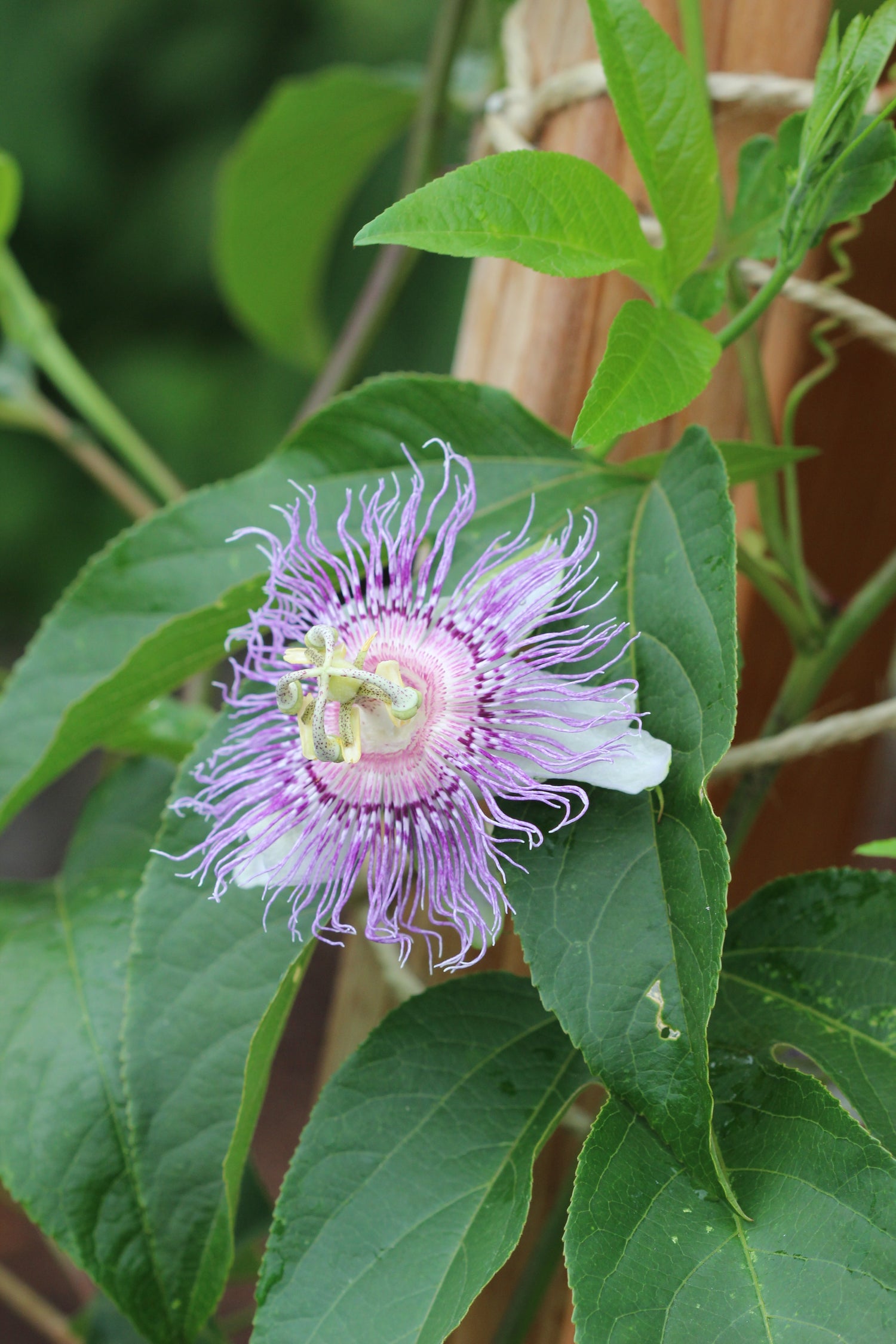 Passiflora incarnata (passionflower) fresh aerial parts glycerite