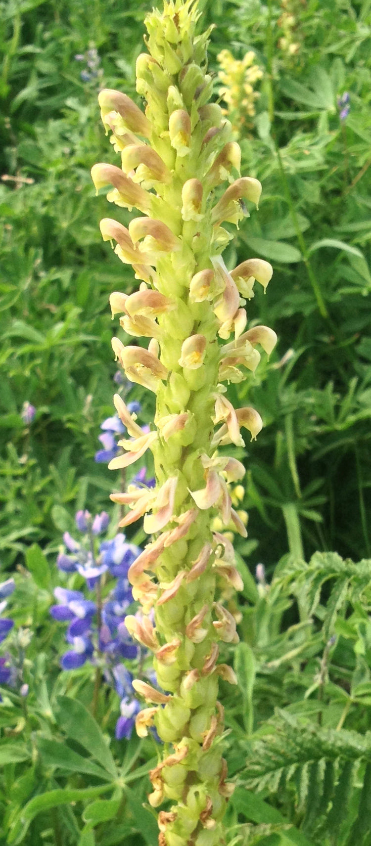 Pedicularis spp. (Pedicularis) fresh aerial parts tincture