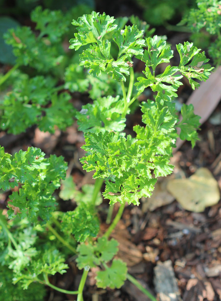 Petroselinum crispum (parsley) fresh root tincture