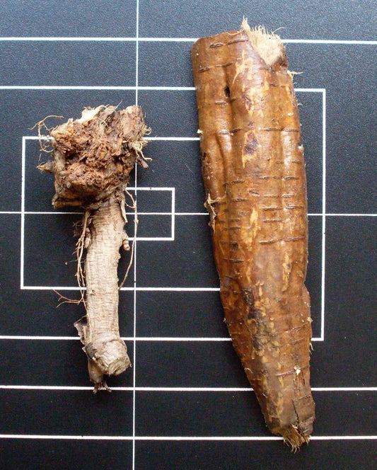 Pueraria montana (kudzu) fresh root glycerite