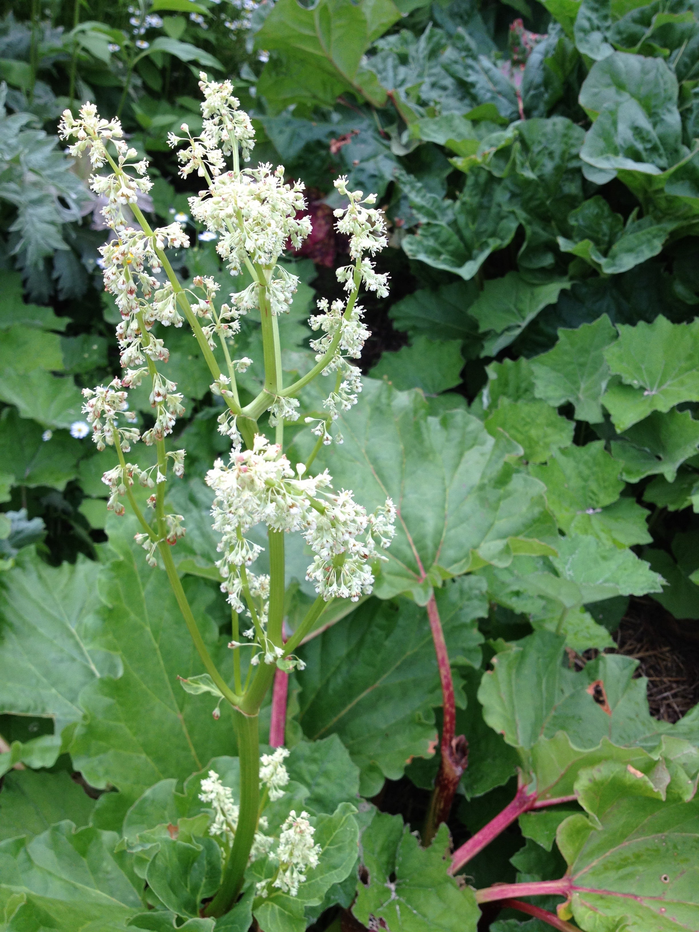 Rheum spp. (Chinese rhubarb) dry rhizome & root tincture