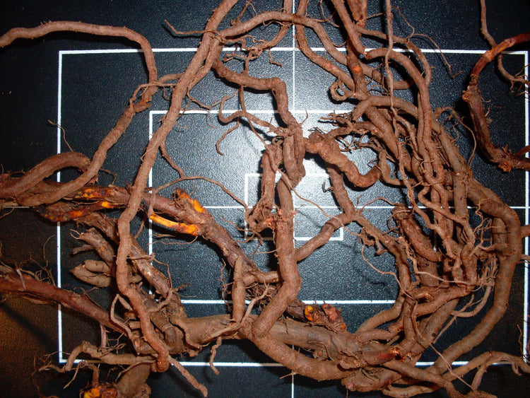 Rubia tinctoria (madder) fresh root tincture
