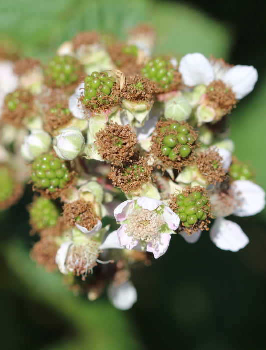 Rubus discolor (Himalayan blackberry) fresh leaf tincture