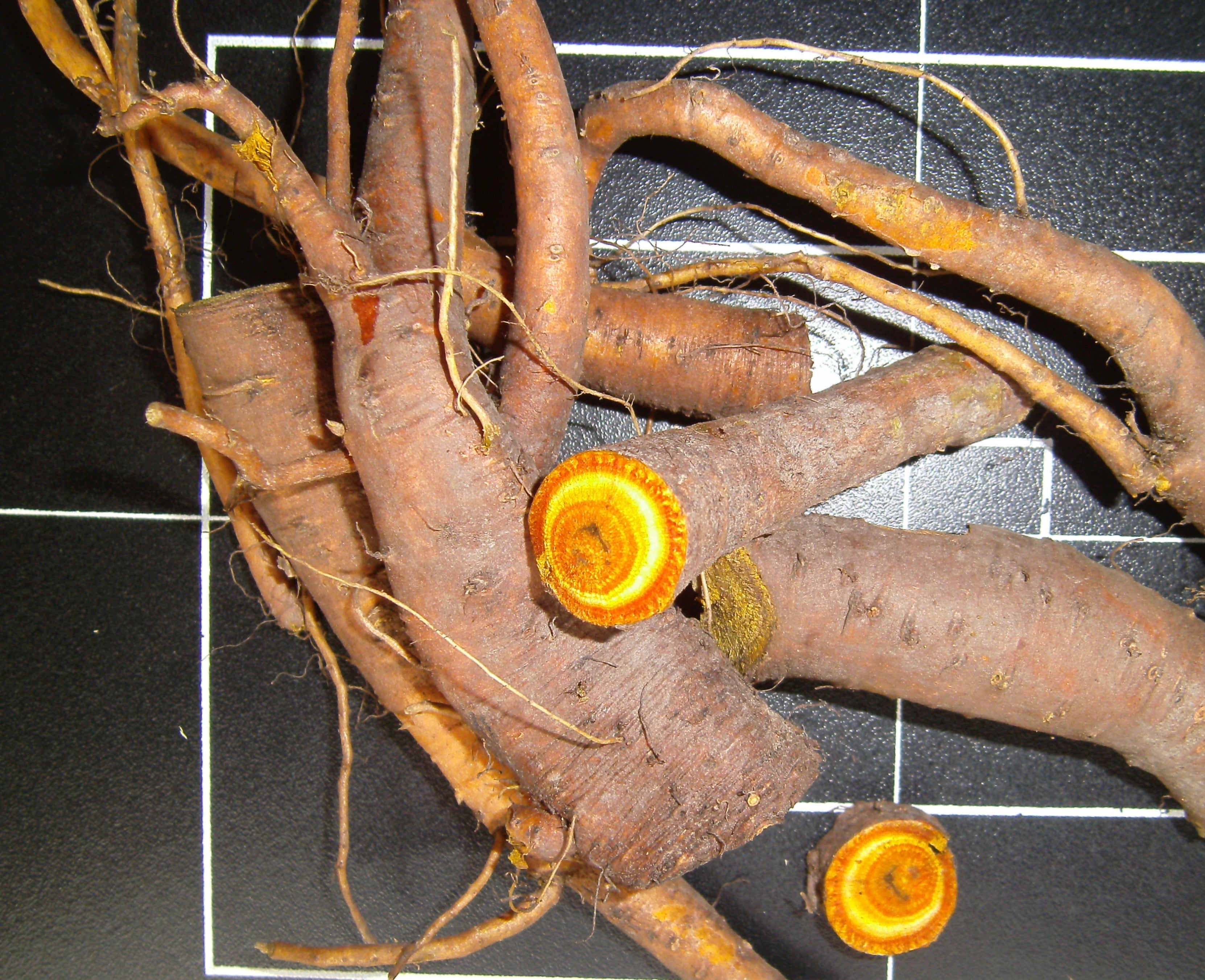 Rumex spp. (dock) fresh root glycerite – Heron Botanicals