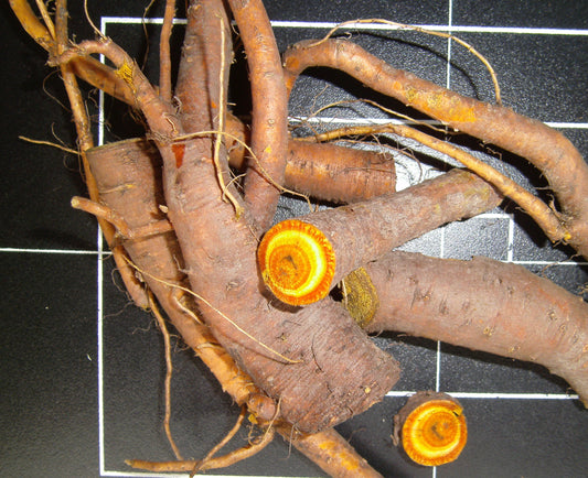 Rumex spp. (dock) fresh root glycerite