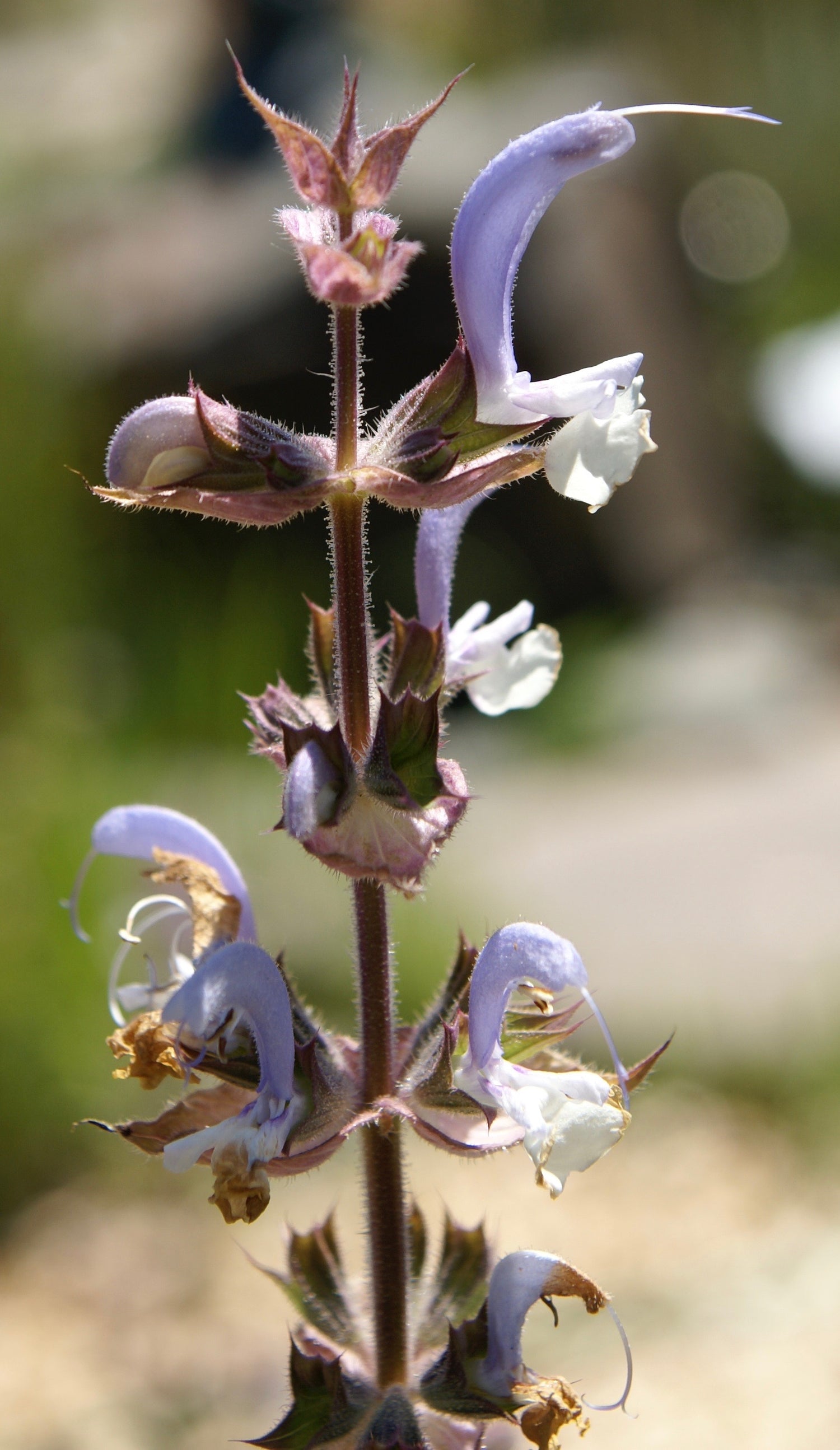 Salvia miltiorrhiza (Chinese salvia) fresh root tincture