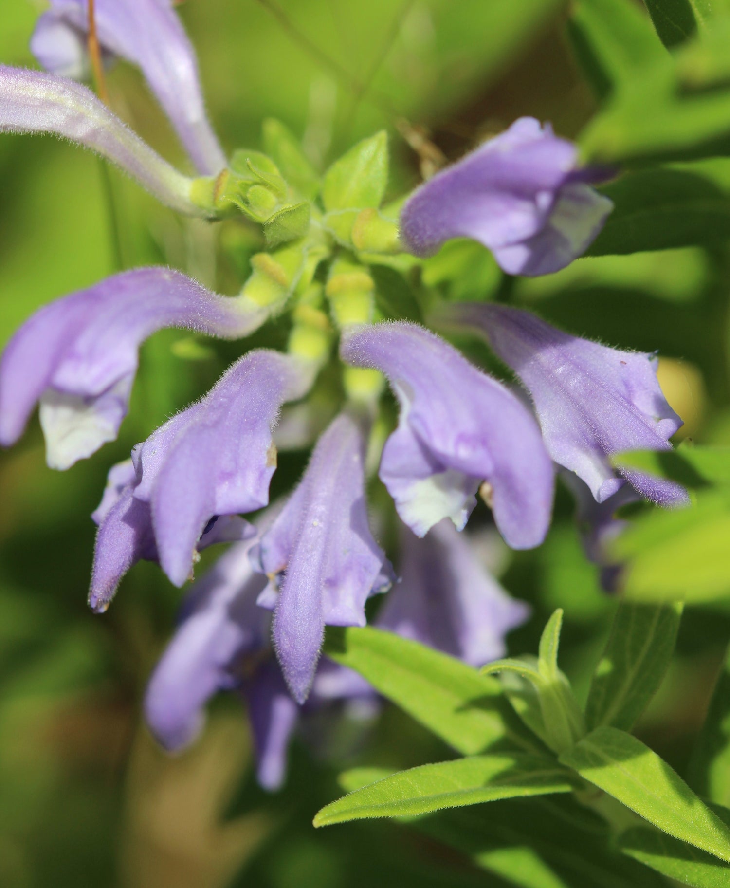 Scutellaria baicalensis (Chinese skullcap) fresh root tincture