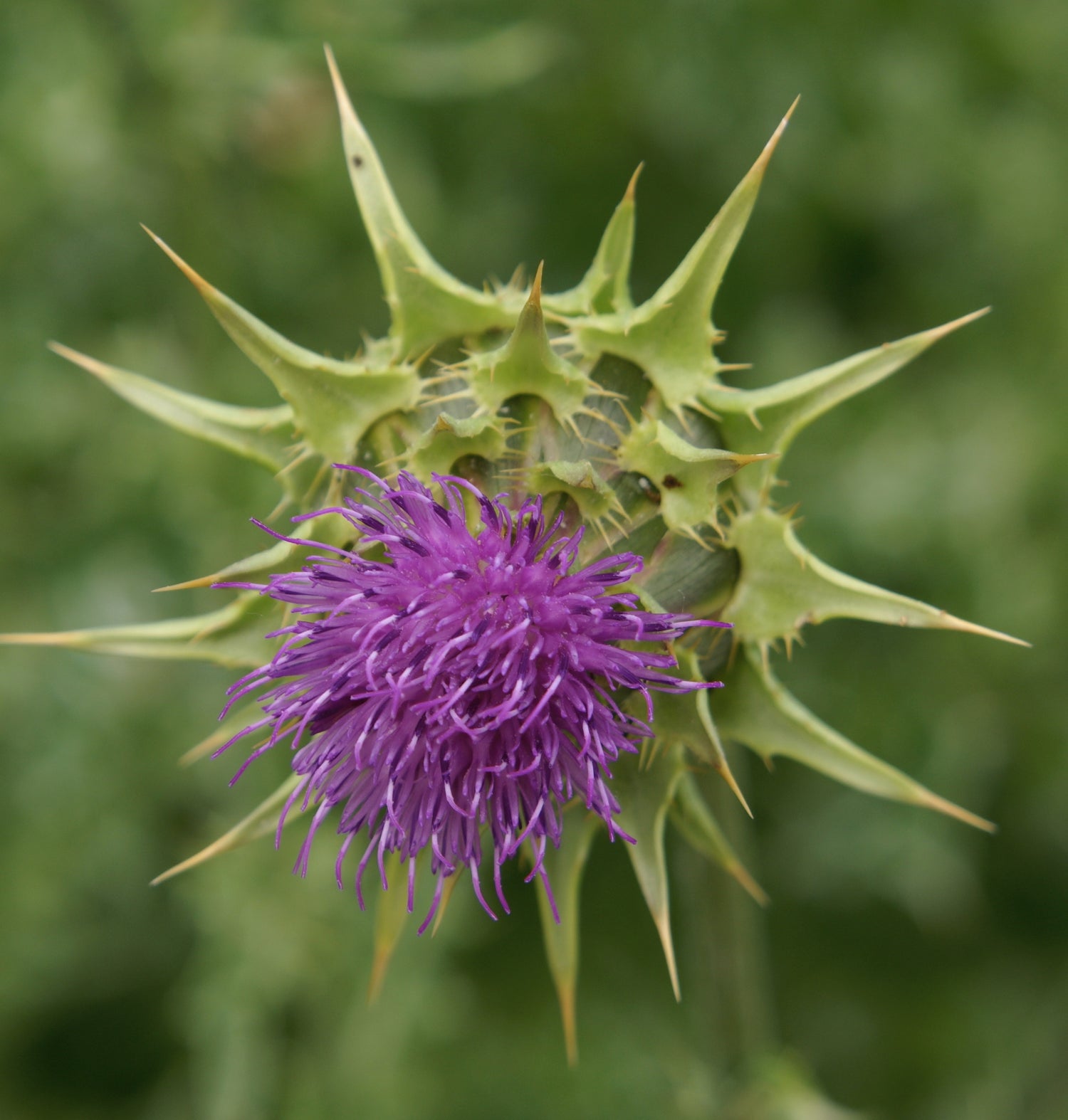 Silybum marianum (milk thistle) dry seed tincture