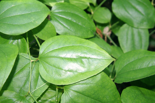 Smilax rotundifolia (roundleaf greenbriar) fresh root glycerite