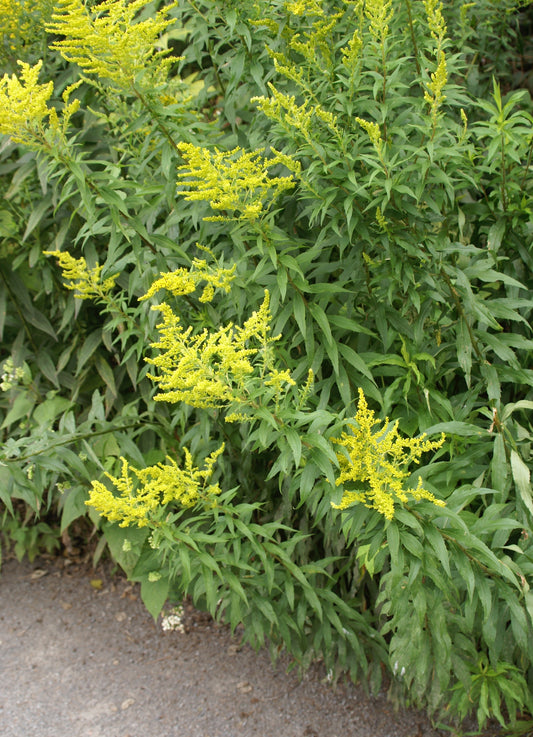 Solidago canadensis (Canadian goldenrod) fresh aerial parts in flower tincture