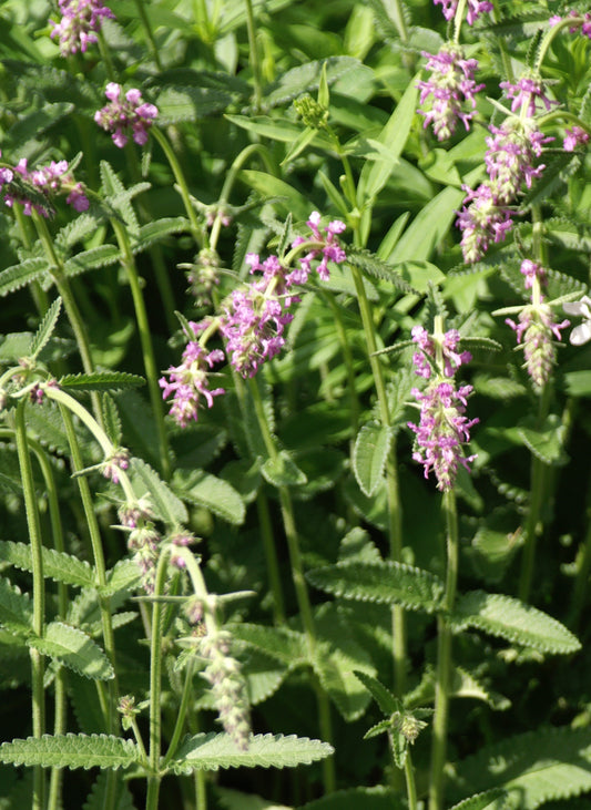 Stachys officinalis (wood betony) fresh aerial parts in flower tincture