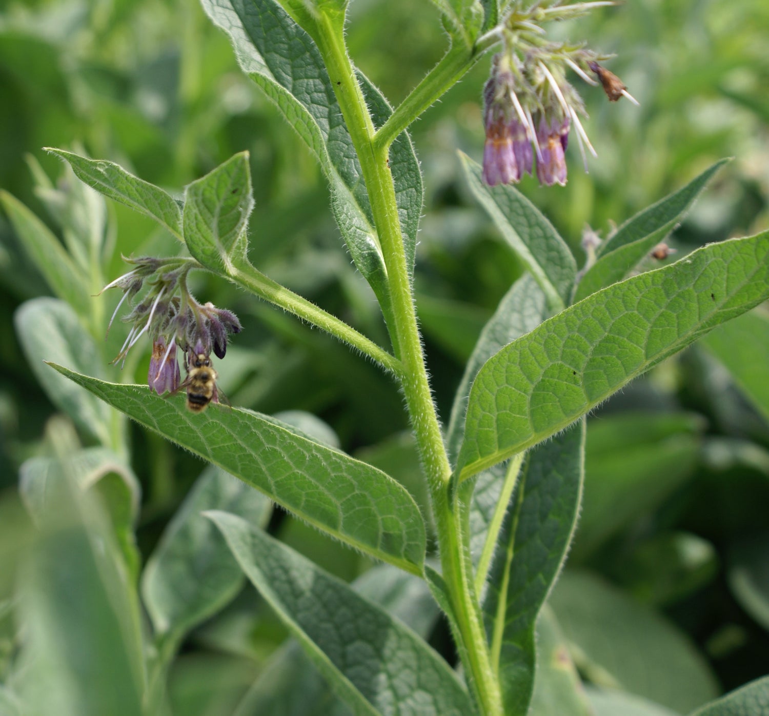 Symphytum officinale (comfrey) fresh leaf glycerite