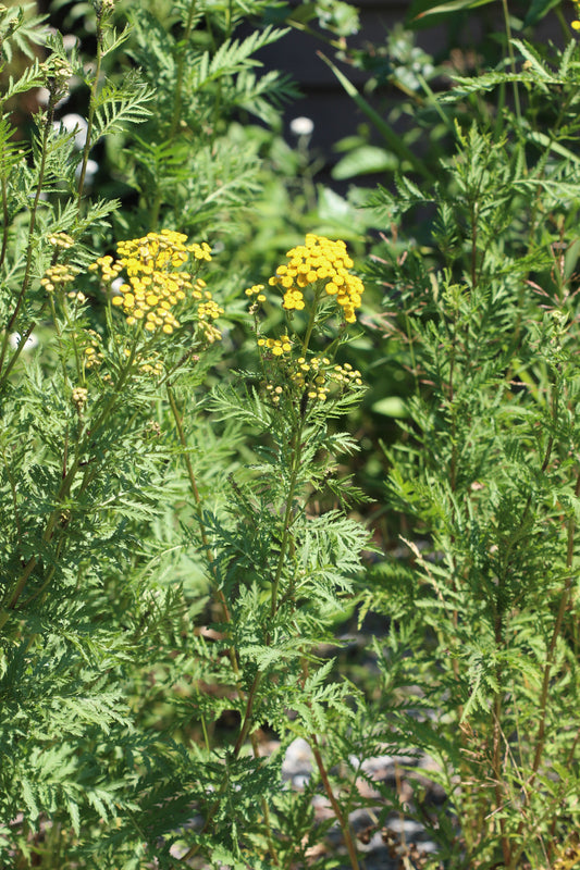 Tanacetum vulgare (tansy) fresh aerial parts in flower tincture - RESTRICTED