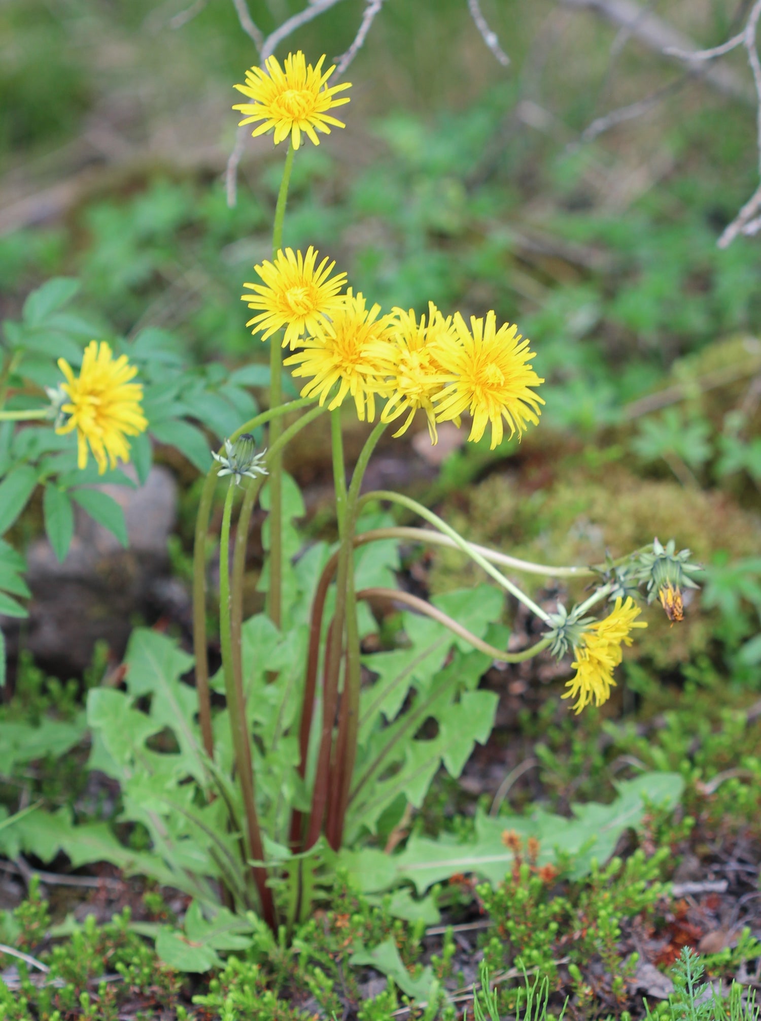 Taraxacum officinale (dandelion) fresh whole plant tincture