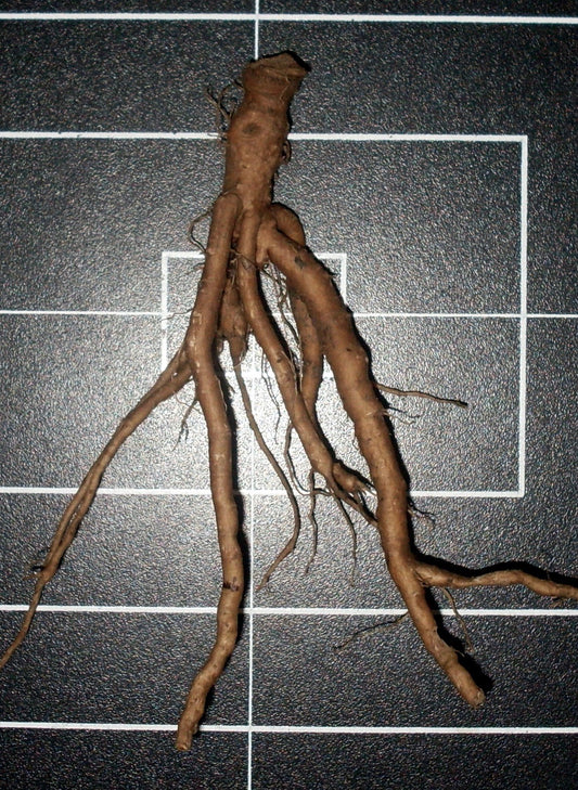 Taraxacum officinale (dandelion) fresh root tincture