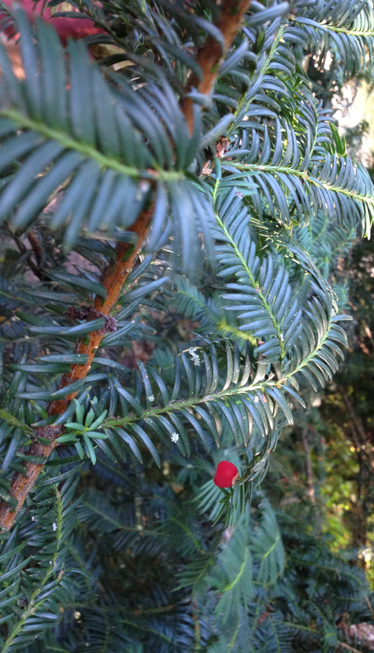 Taxus brevifolia (Pacific yew) fresh branch tips tincture - RESTRICTED