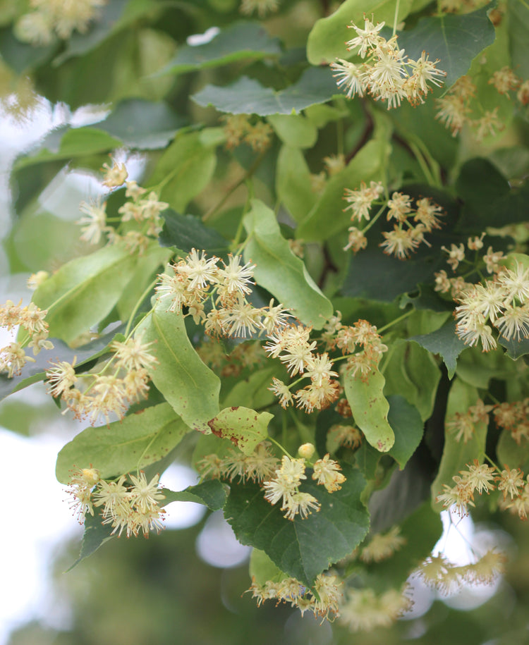 Tilia spp. (linden) fresh aerial parts in flower tincture