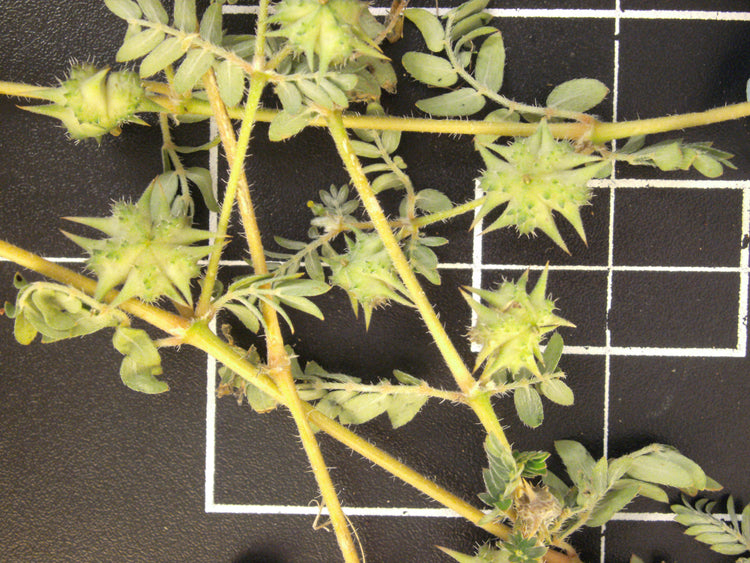Tribulus terrestris (tribulus) dry aerial parts in fruit tincture