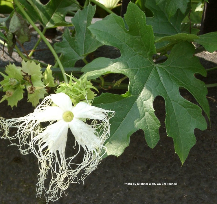 Trichosanthes kirilowii (trichosanthes) dry root tincture