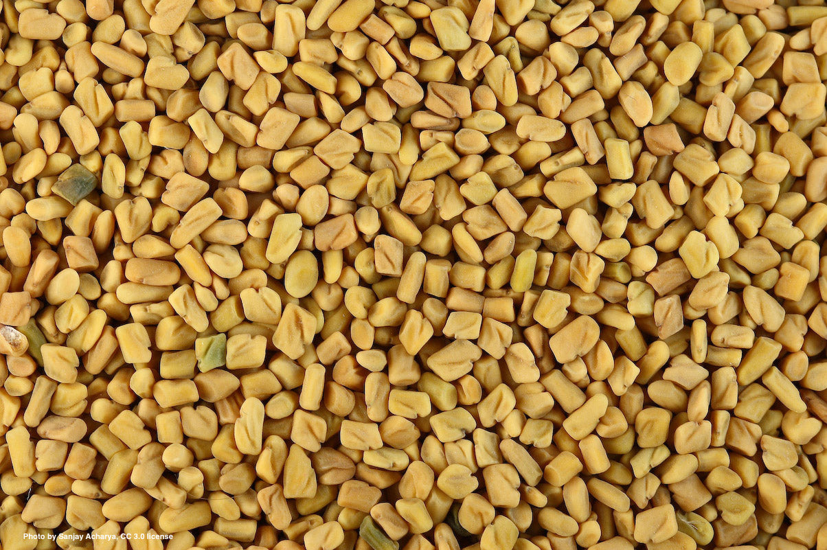 Trigonella foenum-graecum (fenugreek) dry seed tincture