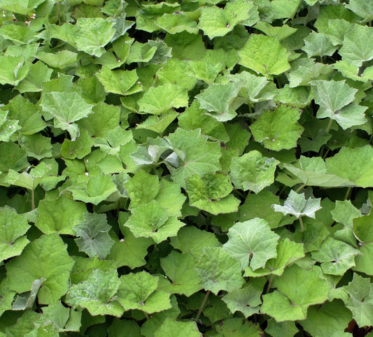 Tussilago farfara (coltsfoot) fresh leaf tincture