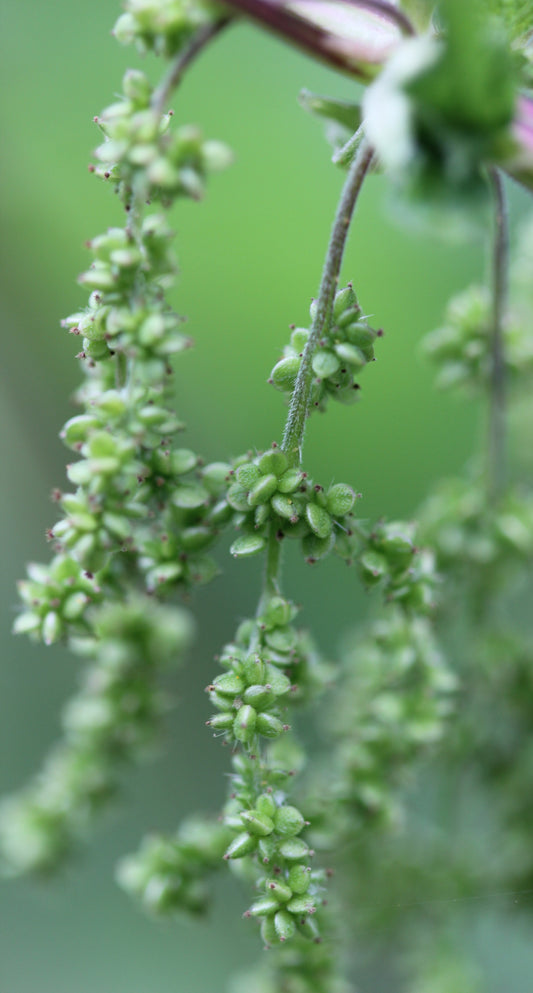 Urtica dioica (stinging nettle) fresh seed tincture