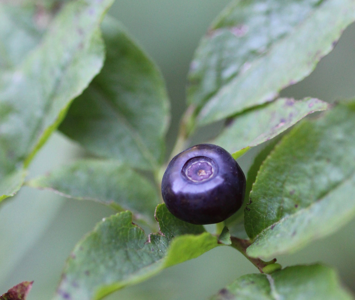 Vaccinium spp. (huckleberry) fresh leaf & fruit tincture