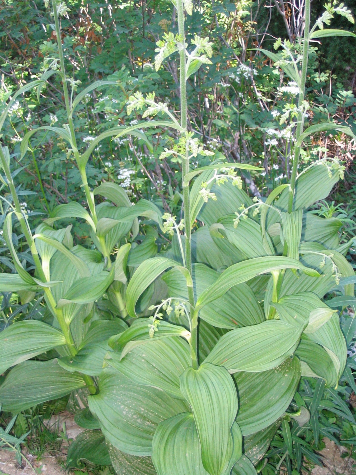 Veratrum viride (American hellebore) fresh root tincture - RESTRICTED