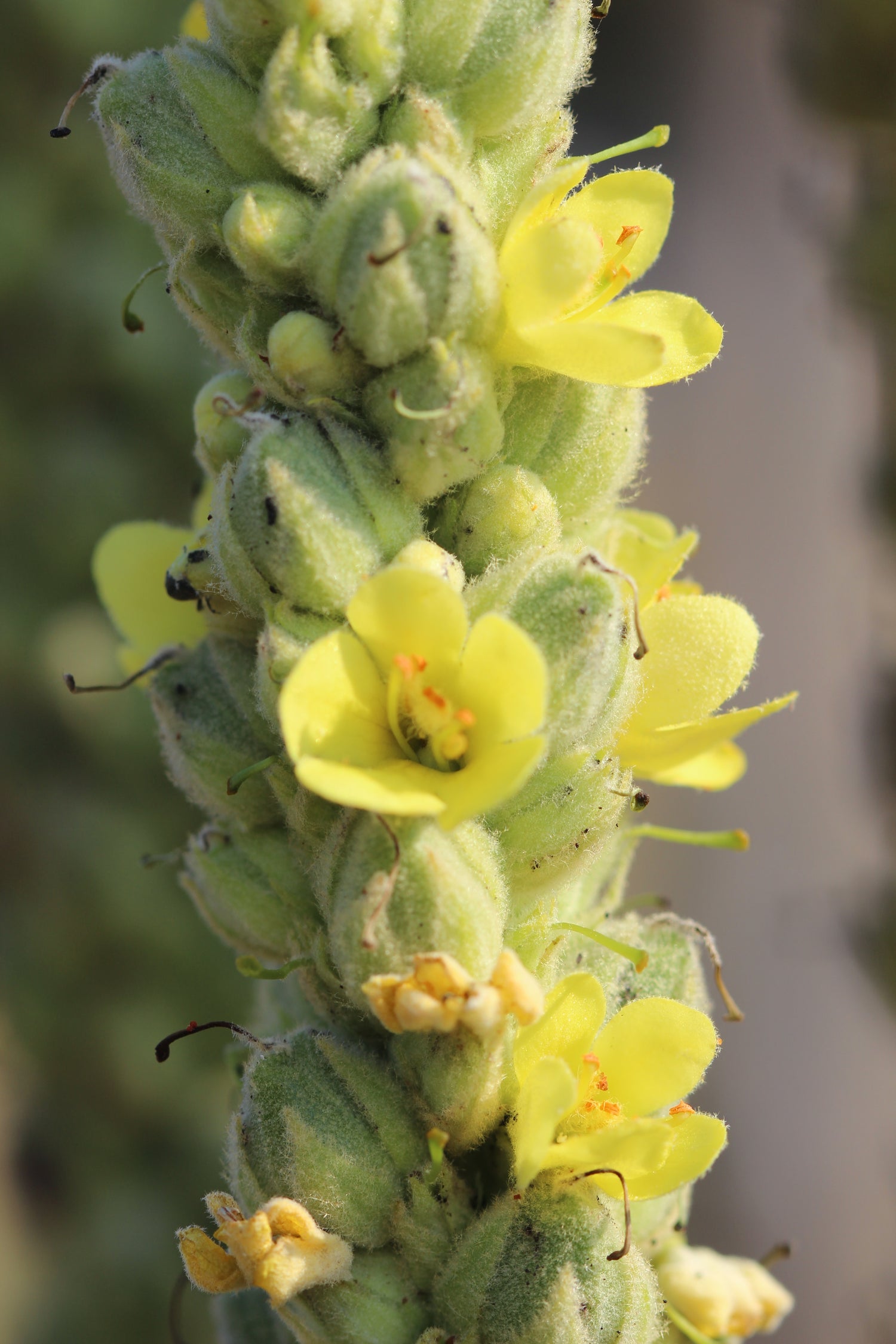 Verbascum spp. (mullein) fresh flower glycerite