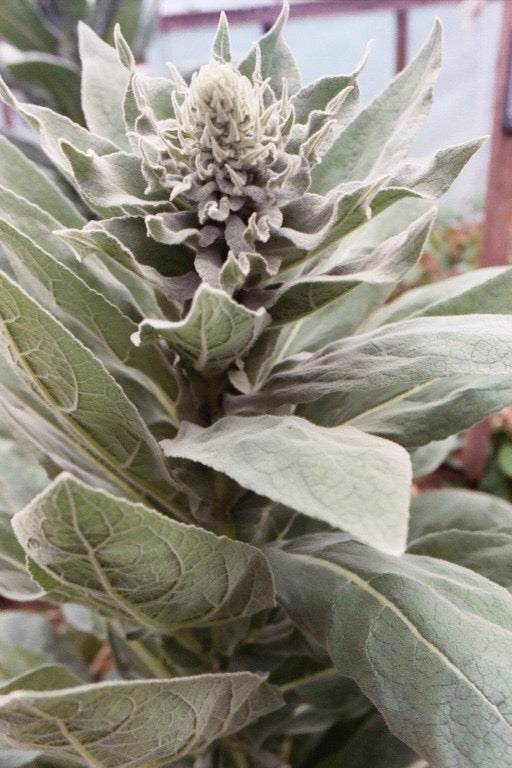 Verbascum spp. (mullein) fresh leaf glycerite