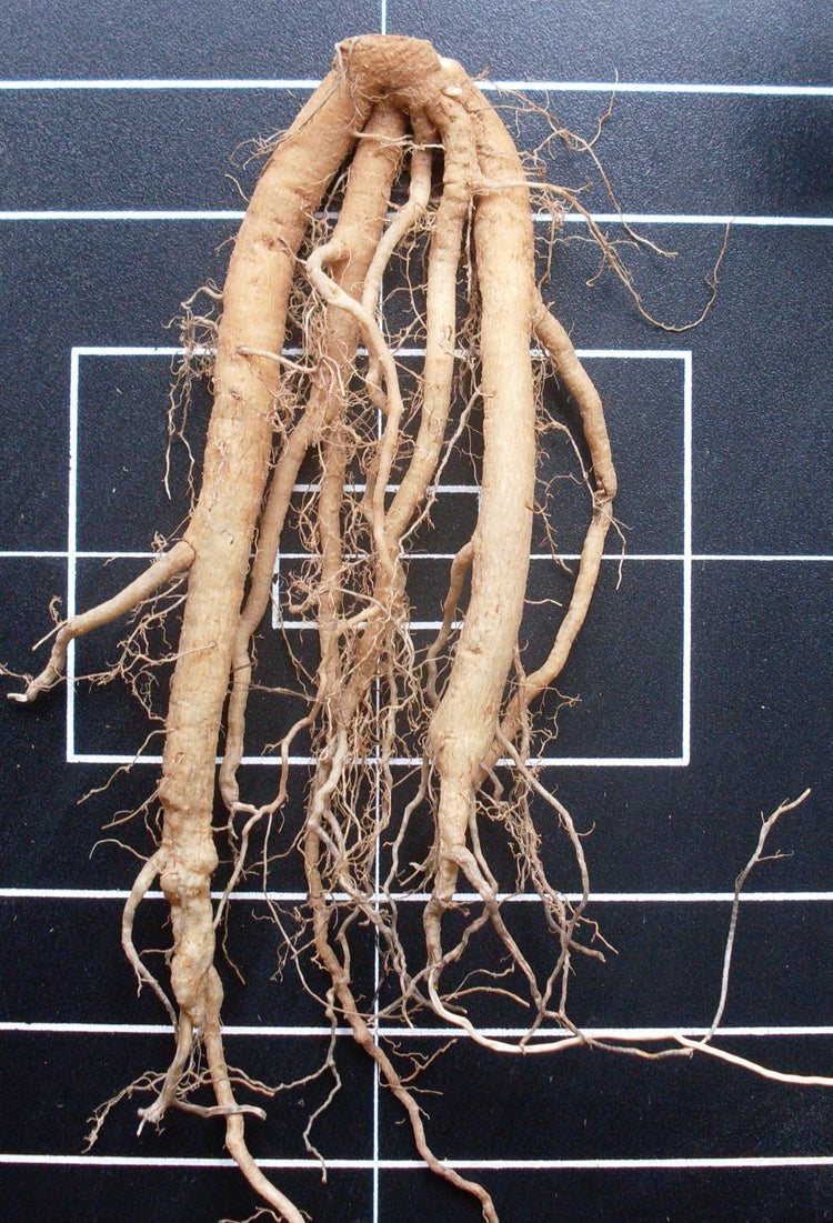 Verbascum spp. (mullein) fresh root tincture