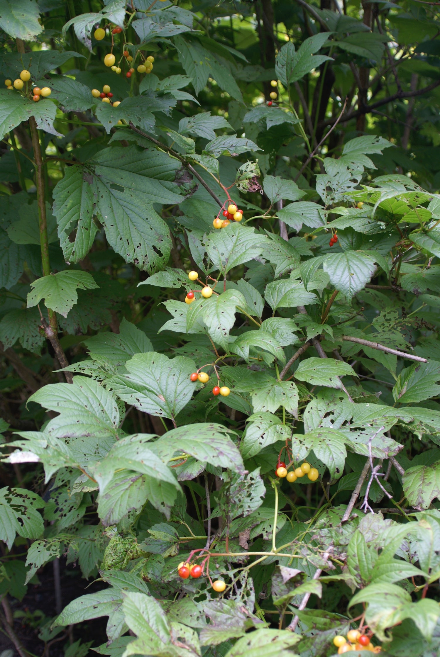 Viburnum opulus (cramp bark) fresh bark tincture