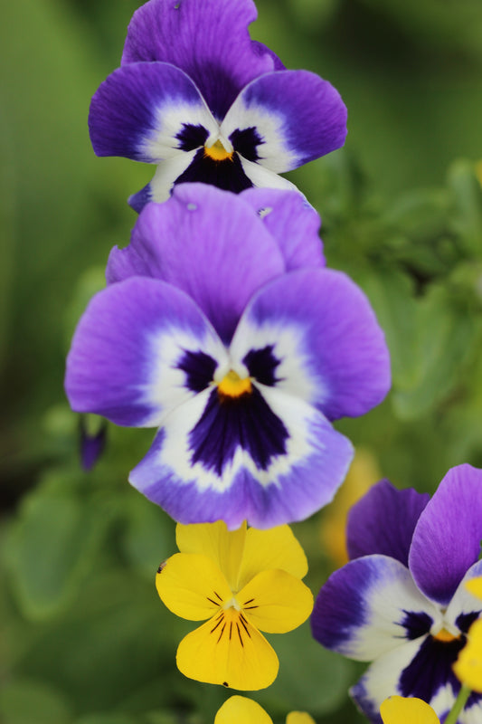 Viola spp. (violet) fresh aerial parts in flower tincture