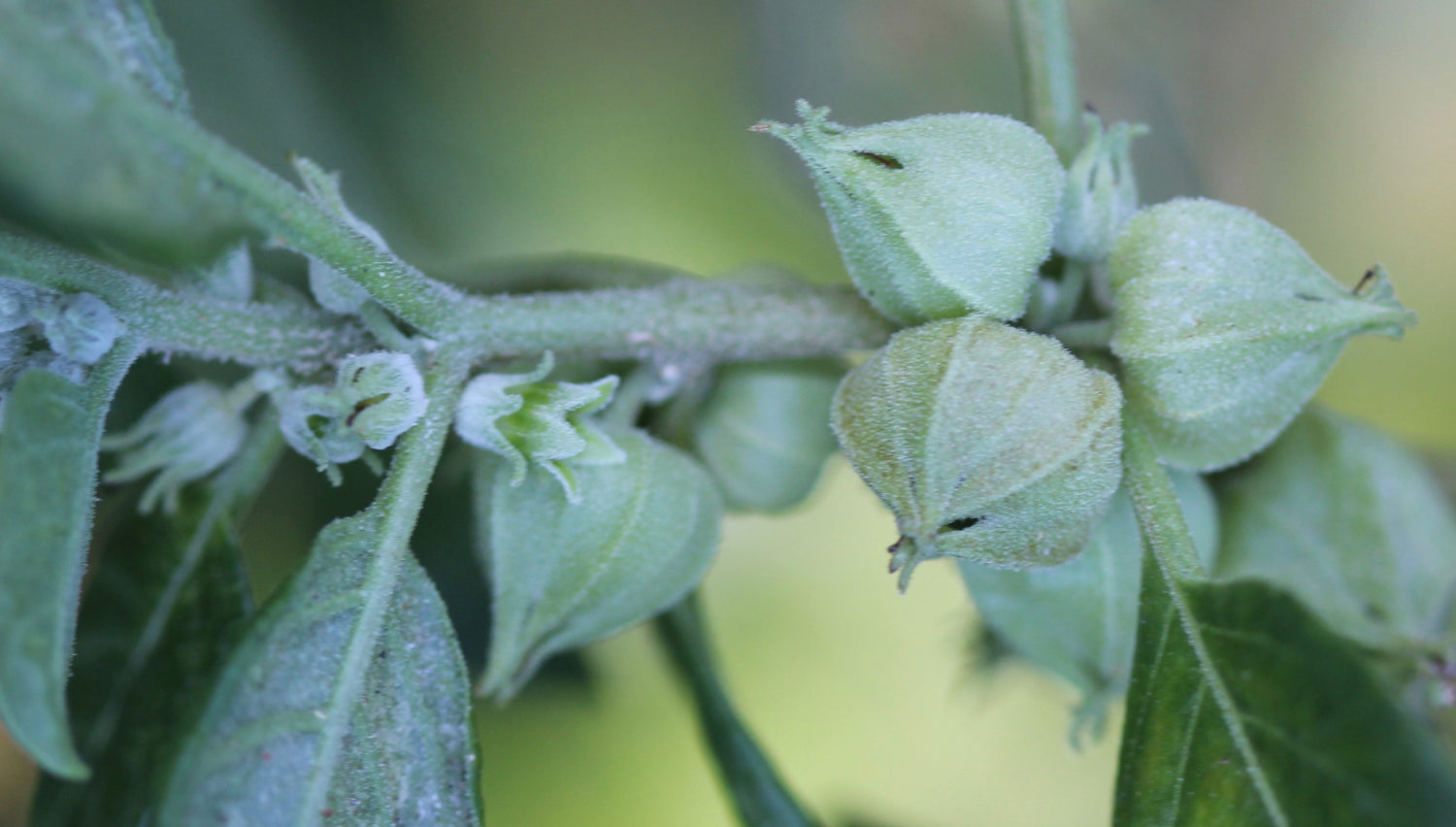 Withania somnifera (ashwagandha) fresh root tincture