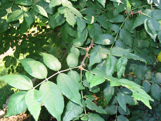 Zanthoxylum clava-herculis (Southern prickly ash) dry bark tincture