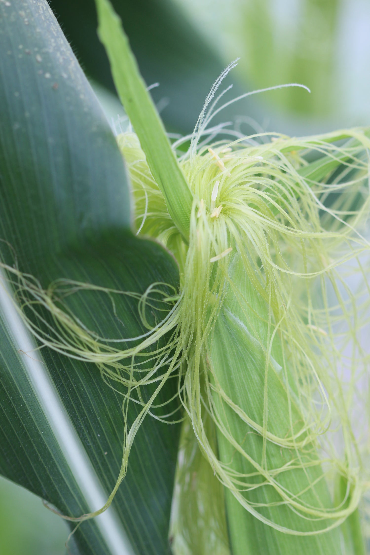 Zea mays (corn) fresh stigma & style tincture