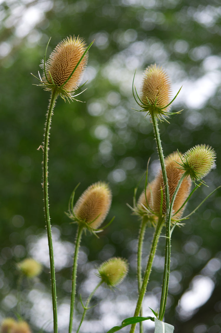 Dipsacus sylvestris (teasel) fresh root tincture