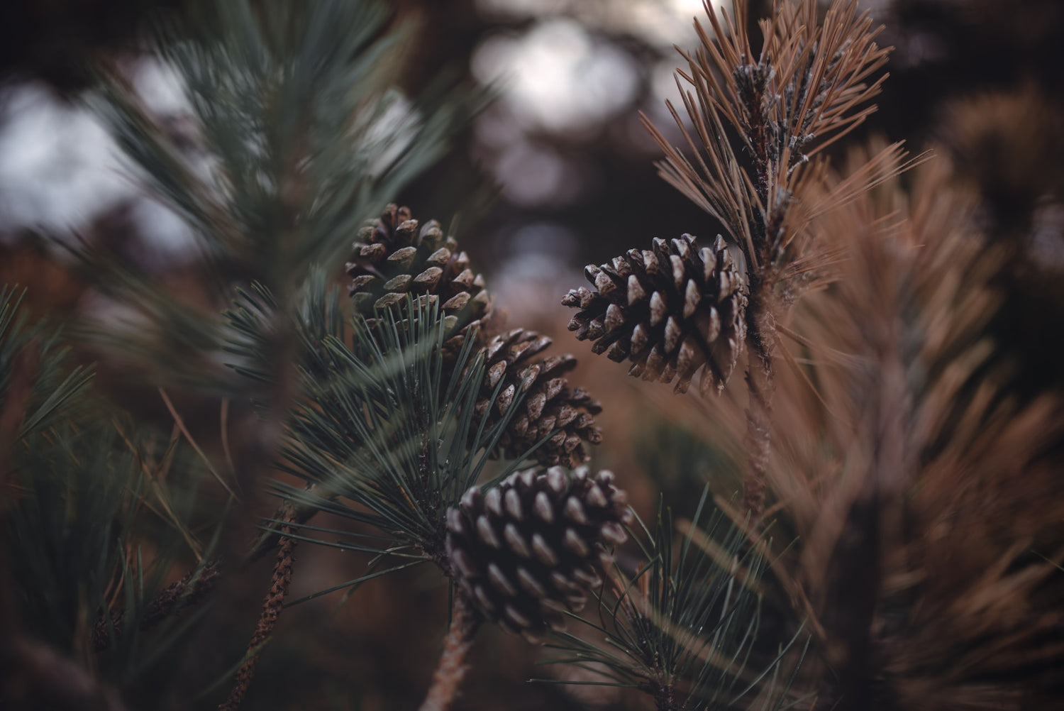 Pinus spp. (pine) dry resin tincture